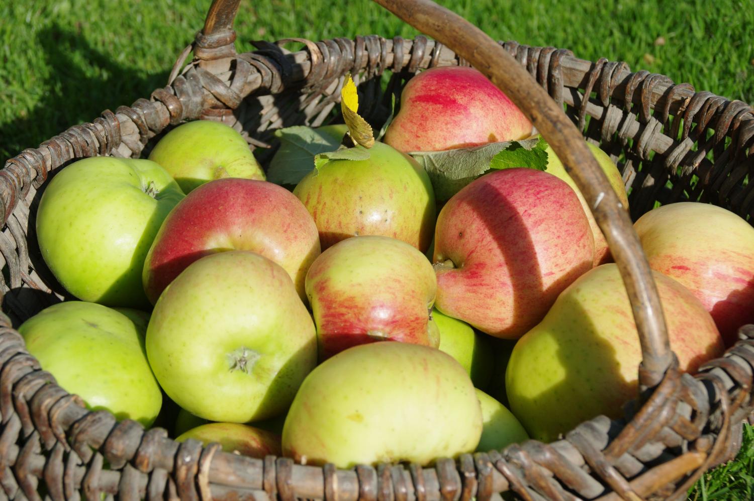 apple-basket